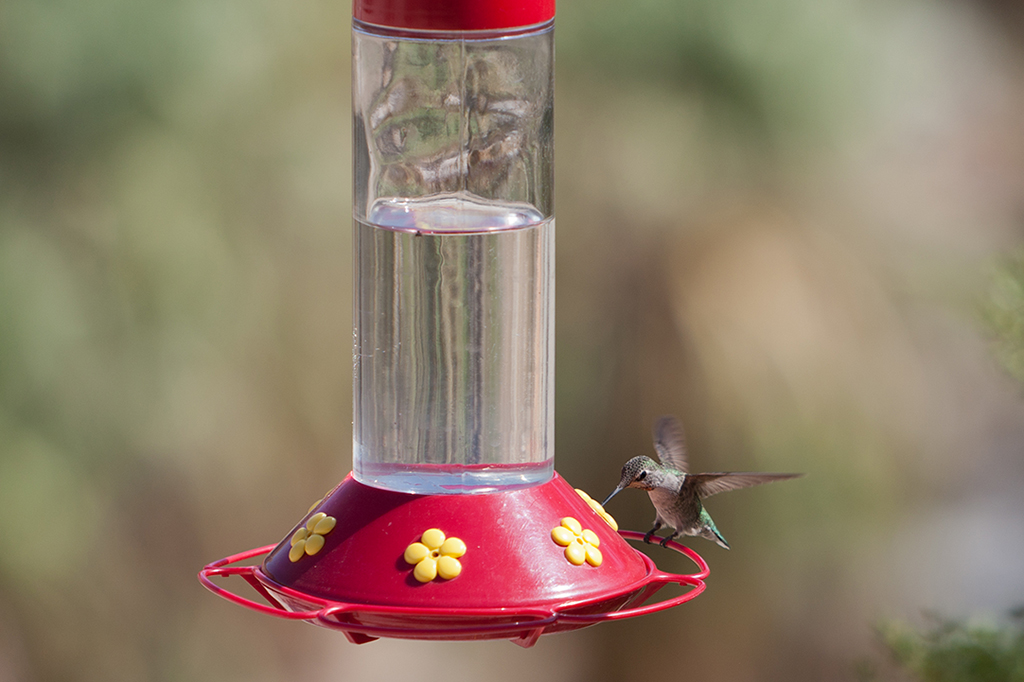 10-15 - 02.jpg - Kolibris, Palm Canyon, California